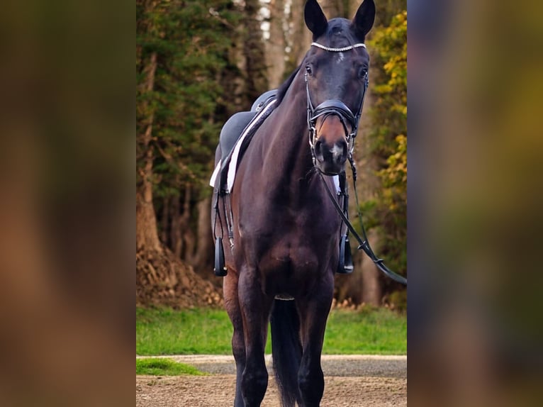 Koń oldenburski Wałach 5 lat 178 cm Gniada in Warendorf