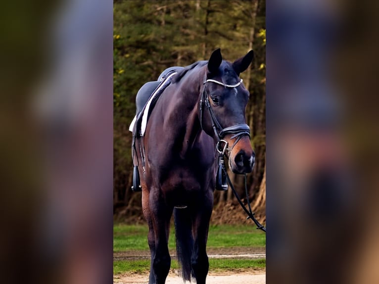 Koń oldenburski Wałach 5 lat 178 cm Gniada in Warendorf