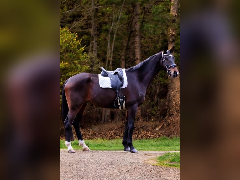 Koń oldenburski Wałach 5 lat 178 cm Gniada in Warendorf