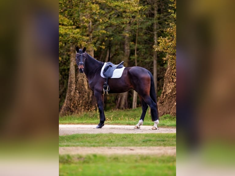 Koń oldenburski Wałach 5 lat 178 cm Gniada in Warendorf