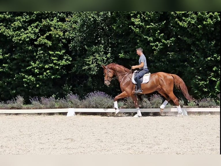 Koń oldenburski Wałach 5 lat 180 cm Kasztanowata in Kürten