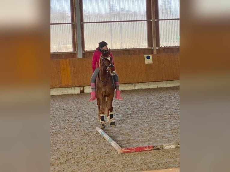 Koń oldenburski Wałach 6 lat 160 cm Kasztanowata in Sch&#xF6;mberg