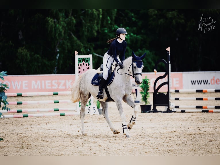 Koń oldenburski Wałach 6 lat 165 cm Siwa in Rzeszów