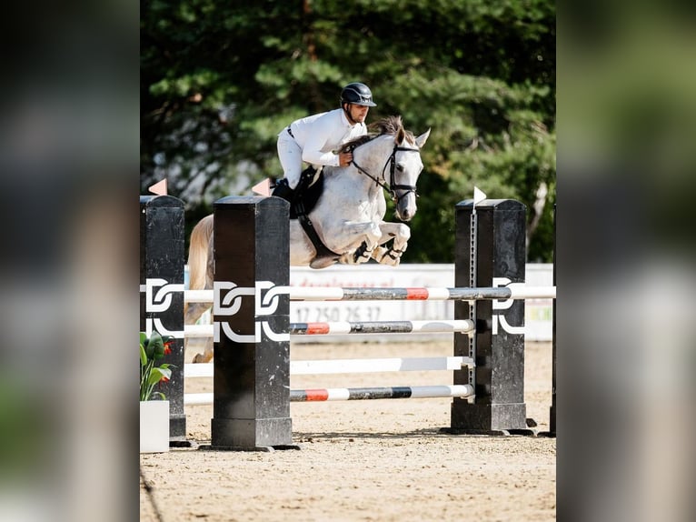 Koń oldenburski Wałach 6 lat 165 cm Siwa in Rzeszów