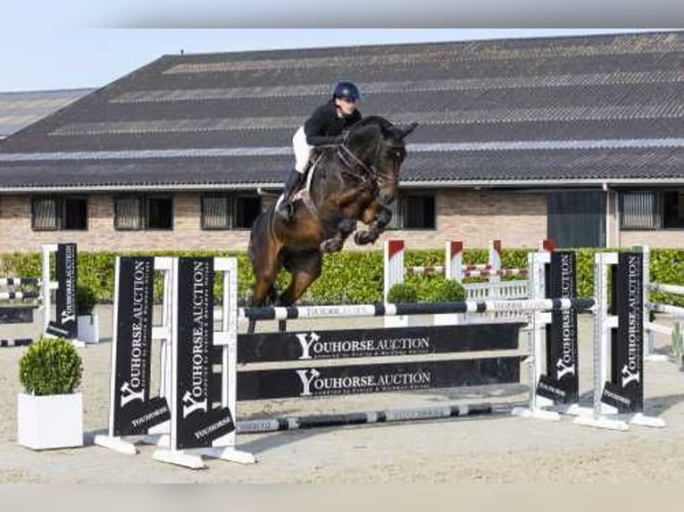 Koń oldenburski Wałach 6 lat 167 cm Ciemnogniada in Waddinxveen