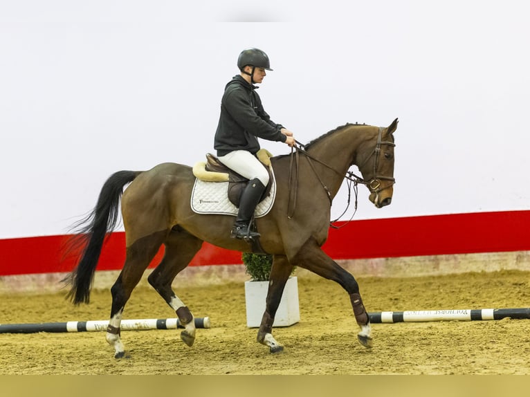 Koń oldenburski Wałach 6 lat 167 cm Gniada in Waddinxveen