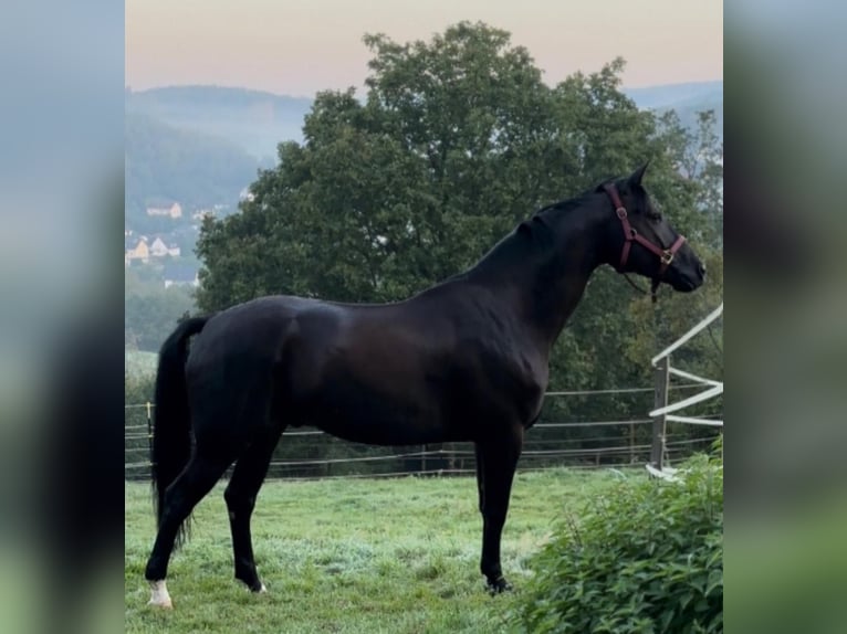 Koń oldenburski Wałach 6 lat 167 cm Kara in Altenstadt