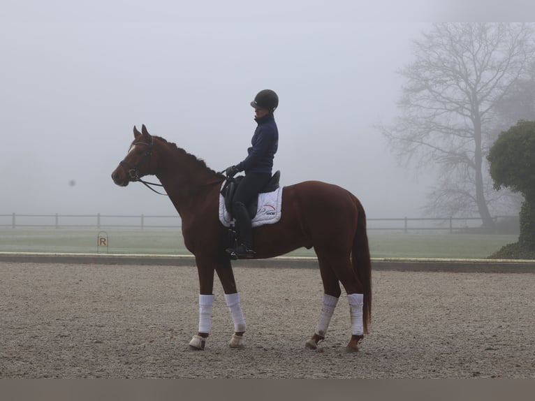 Koń oldenburski Wałach 6 lat 168 cm Kasztanowata in Haftenkamp