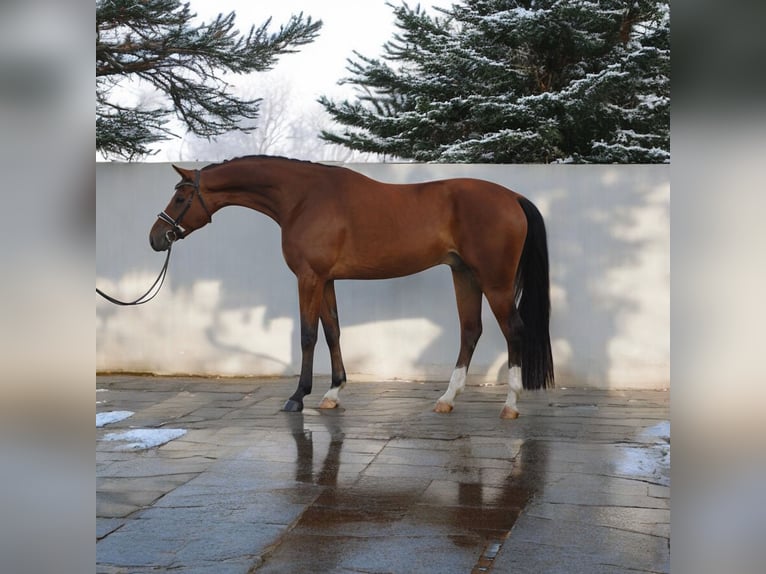 Koń oldenburski Wałach 6 lat 169 cm Gniada in Kroatisch Minihof / Mjenovo