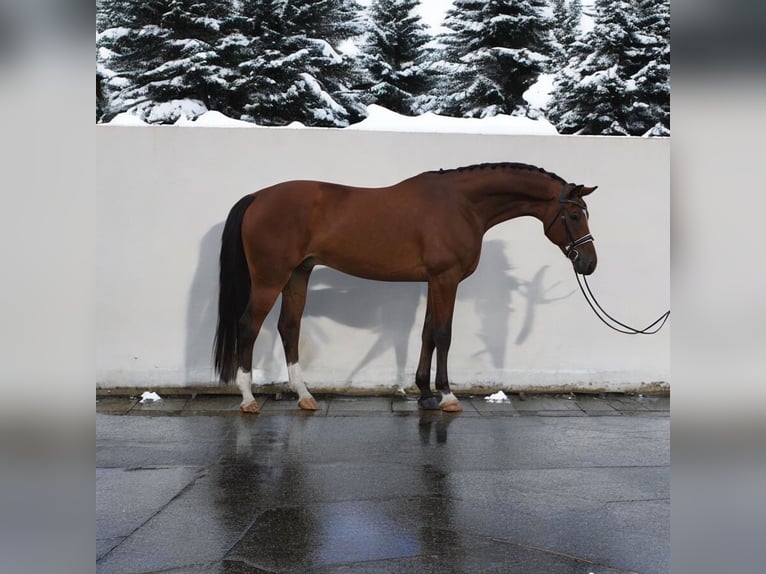 Koń oldenburski Wałach 6 lat 169 cm Gniada in Kroatisch Minihof / Mjenovo