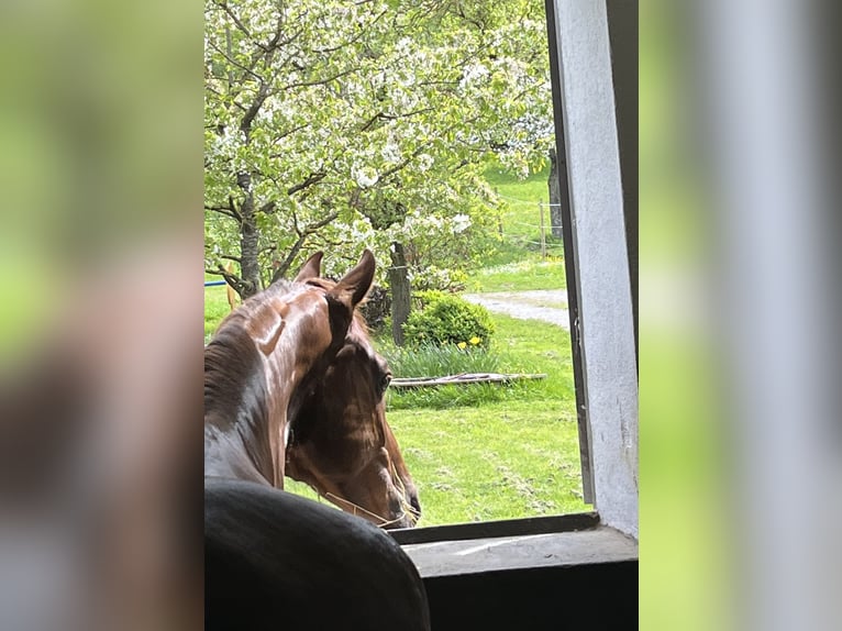 Koń oldenburski Wałach 6 lat 170 cm Ciemnokasztanowata in Pfaffenhofen