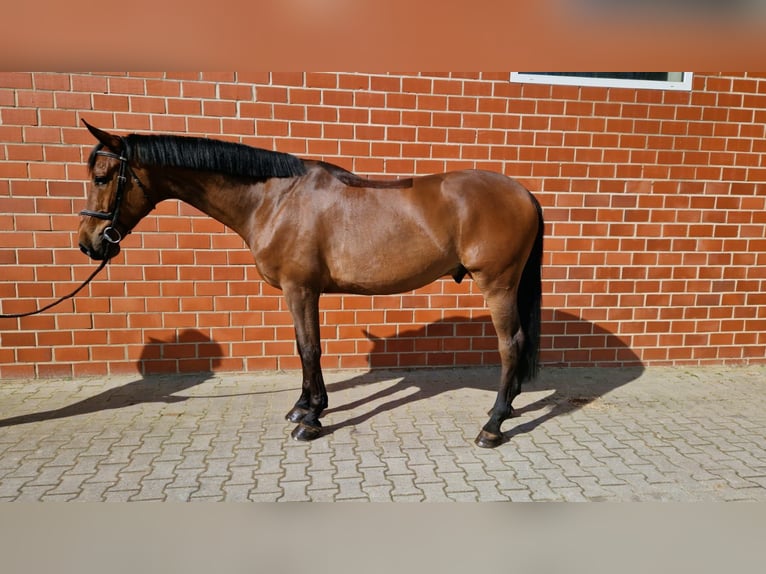 Koń oldenburski Wałach 6 lat 170 cm Gniada in Lohne (Oldenburg)