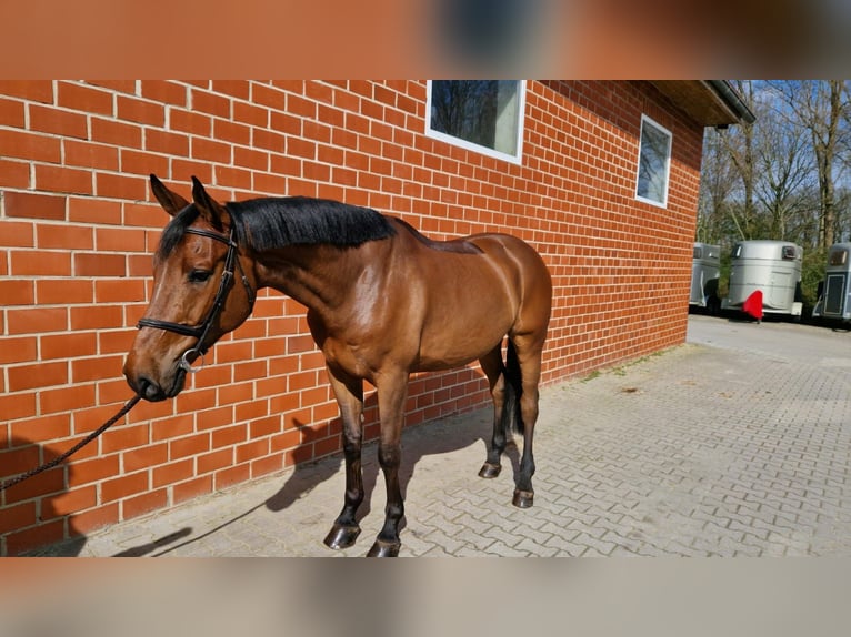 Koń oldenburski Wałach 6 lat 170 cm Gniada in Lohne (Oldenburg)