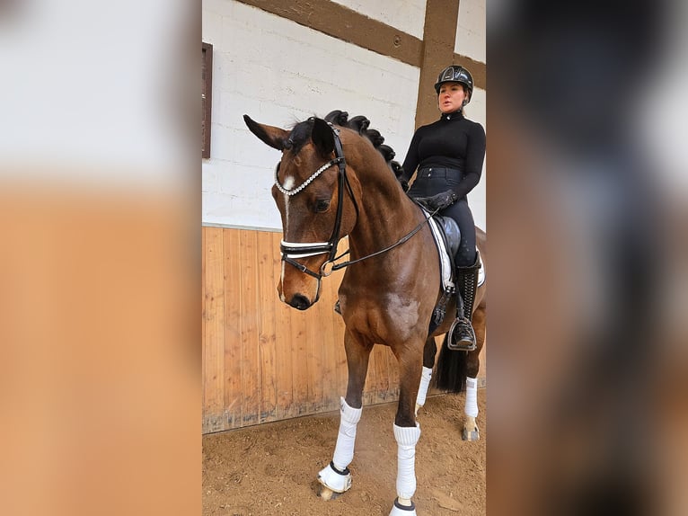 Koń oldenburski Wałach 6 lat 170 cm Gniada in R&#xF6;ttingen