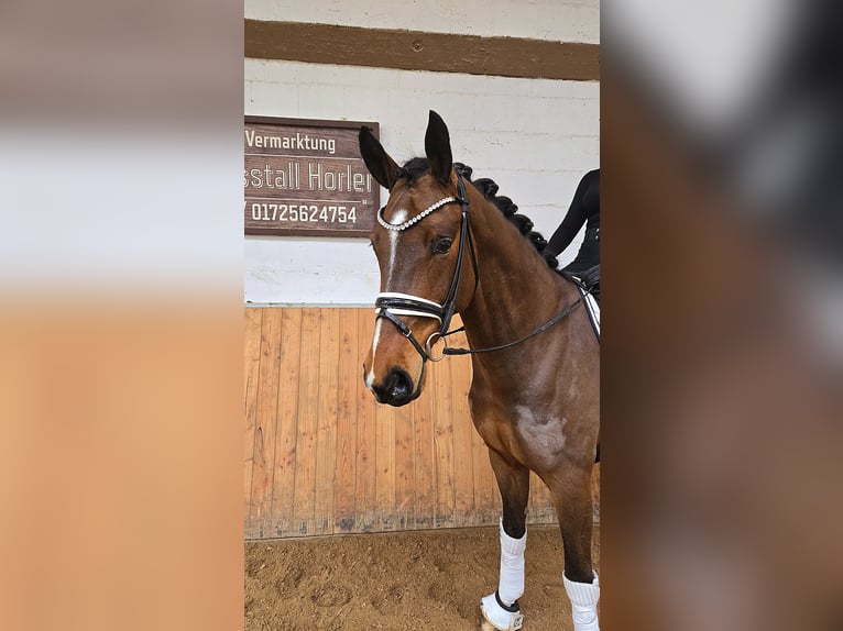 Koń oldenburski Wałach 6 lat 170 cm Gniada in R&#xF6;ttingen