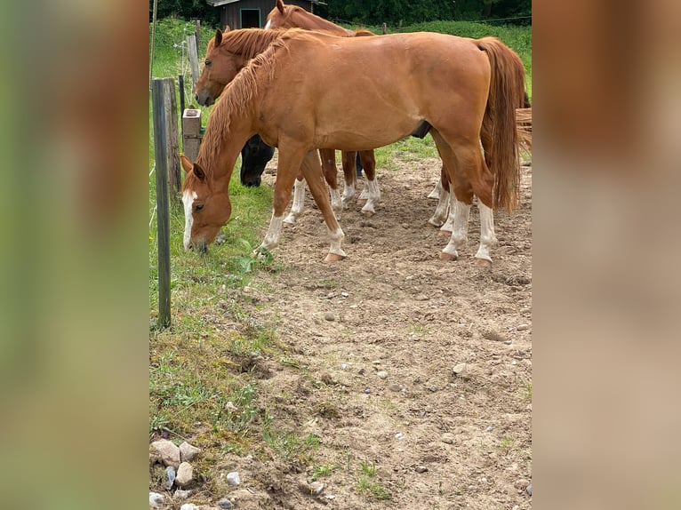 Koń oldenburski Wałach 6 lat 170 cm Kasztanowata in Wentorf bei Hamburg