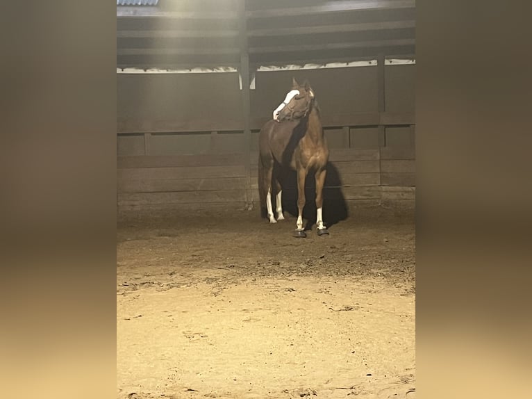 Koń oldenburski Wałach 6 lat 170 cm Kasztanowata in Wentorf bei Hamburg