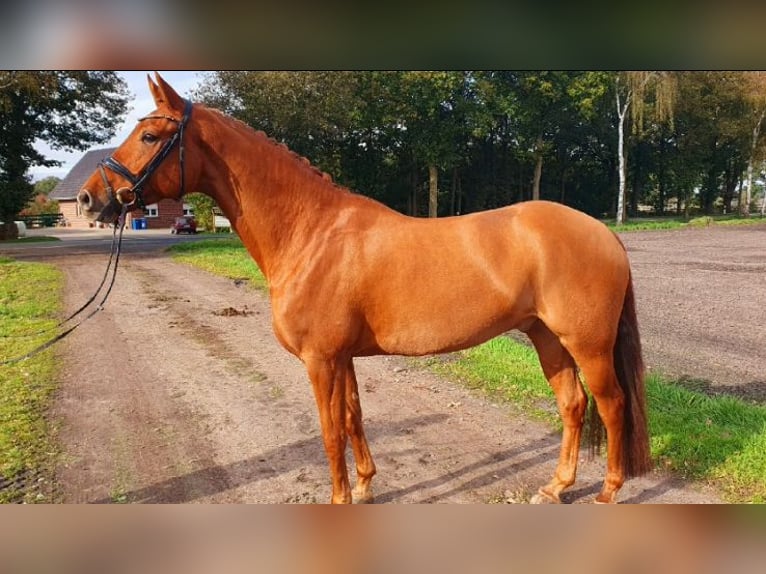 Koń oldenburski Wałach 6 lat 170 cm Kasztanowata in Lohne (Oldenburg)