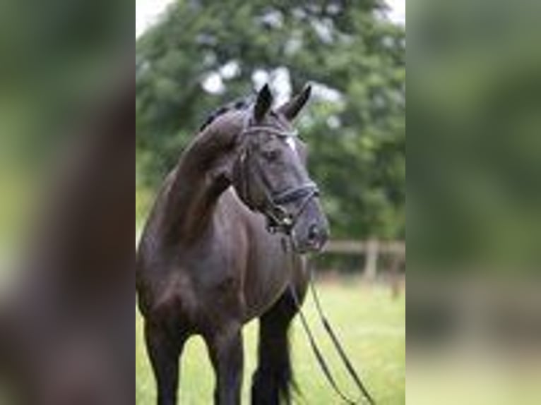 Koń oldenburski Wałach 6 lat 171 cm Kara in Sassenberg