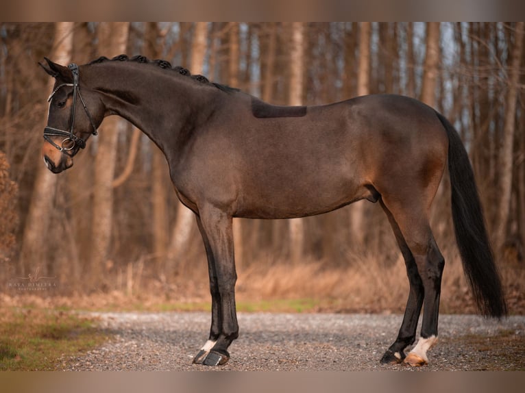 Koń oldenburski Wałach 6 lat 171 cm in Wehringen