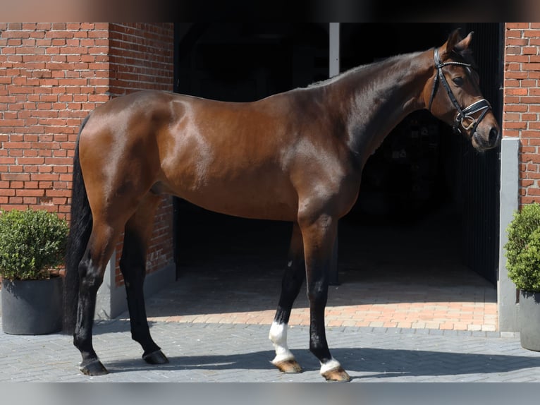 Koń oldenburski Wałach 6 lat 174 cm Gniada in Haftenkamp