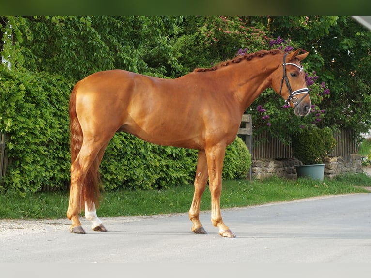 Koń oldenburski Wałach 6 lat 174 cm Kasztanowata in Gleichen