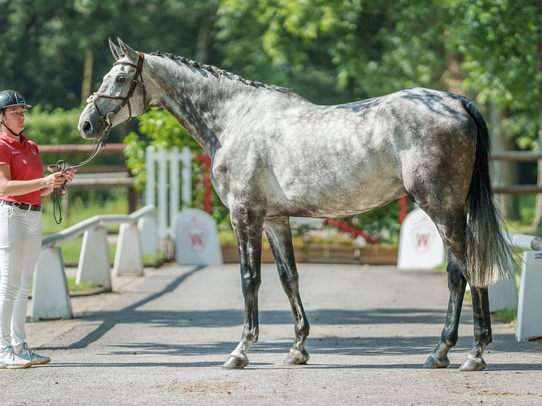 Koń oldenburski Wałach 6 lat 174 cm Siwa in Münster