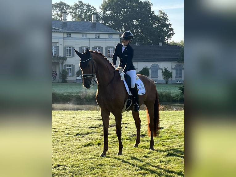 Koń oldenburski Wałach 6 lat 175 cm Kasztanowata in Blunk