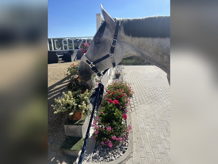 Koń oldenburski Wałach 6 lat 175 cm Siwa in Waidhaus