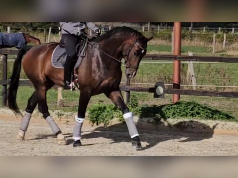 Koń oldenburski Wałach 6 lat 185 cm Gniada in Hamburg