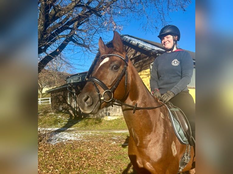 Koń oldenburski Wałach 7 lat 162 cm Kasztanowata in Pelmberg