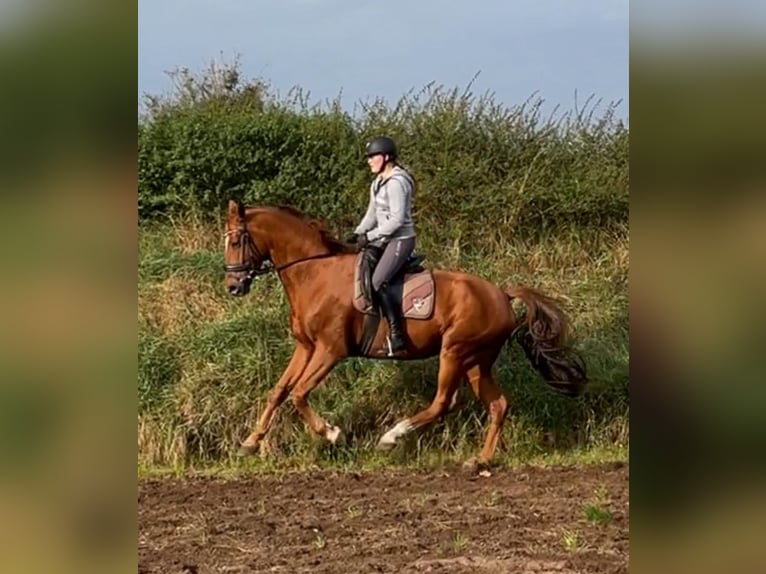 Koń oldenburski Wałach 7 lat 163 cm Kasztanowata in Großenkneten