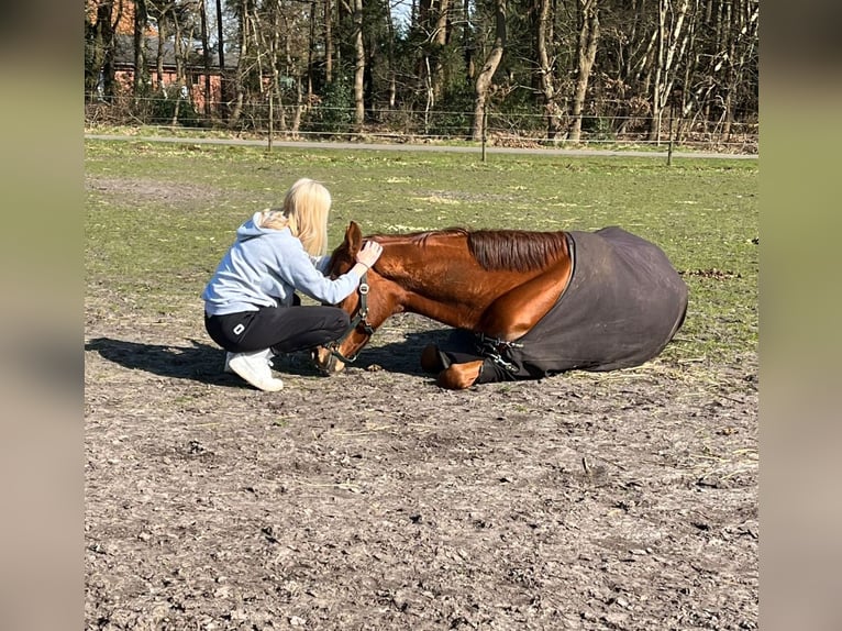 Koń oldenburski Wałach 7 lat 163 cm Kasztanowata in Großenkneten