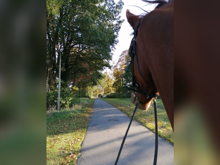 Koń oldenburski Wałach 7 lat 163 cm Kasztanowata in Großenkneten