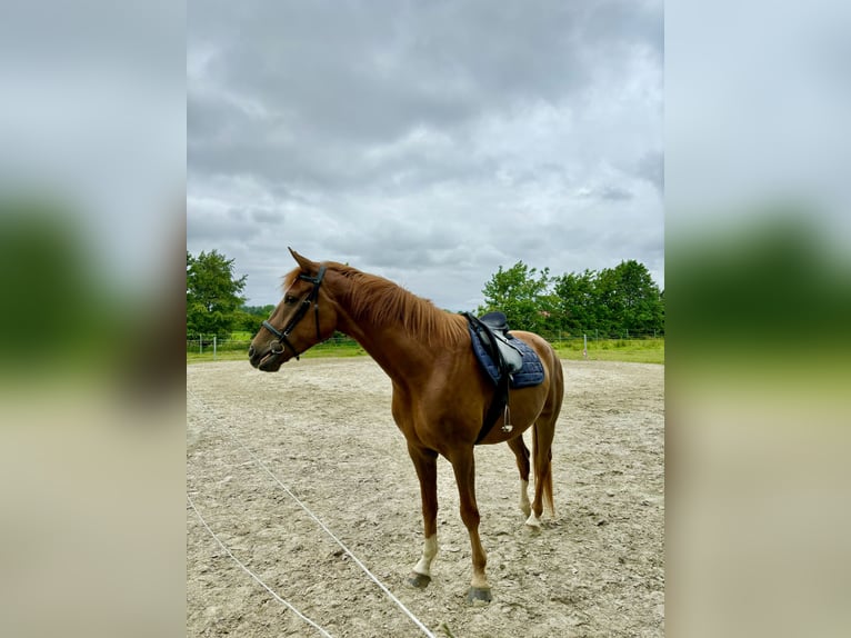 Koń oldenburski Wałach 7 lat 165 cm Kasztanowata in Westerholt