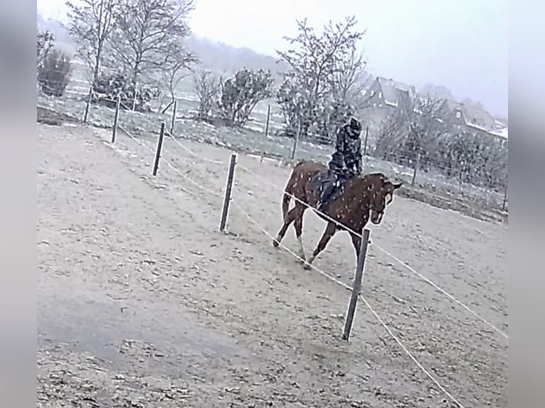 Koń oldenburski Wałach 7 lat 165 cm Kasztanowata in Westerholt