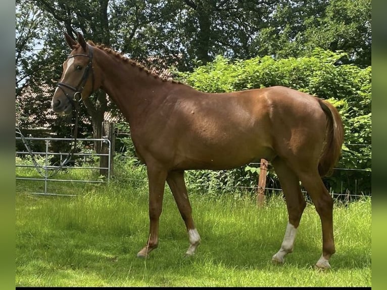 Koń oldenburski Wałach 7 lat 165 cm Kasztanowata in Westerholt