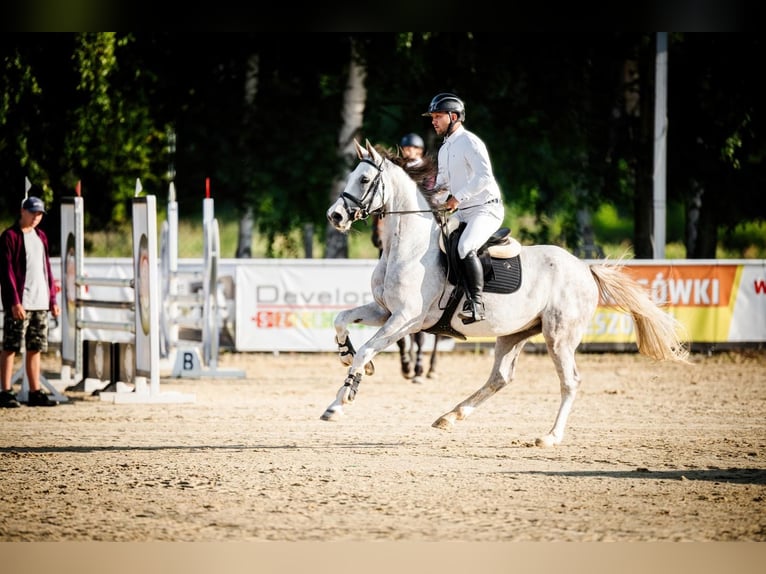 Koń oldenburski Wałach 7 lat 165 cm Siwa in Palikówka