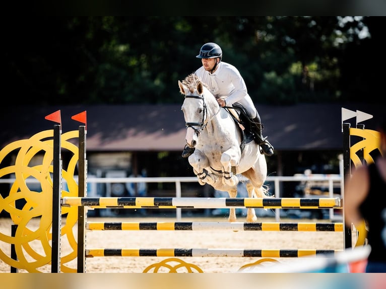 Koń oldenburski Wałach 7 lat 165 cm Siwa in Palikówka