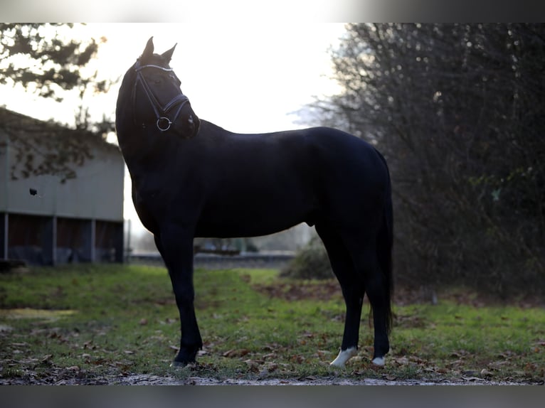 Koń oldenburski Wałach 7 lat 167 cm Kara in Altenstadt