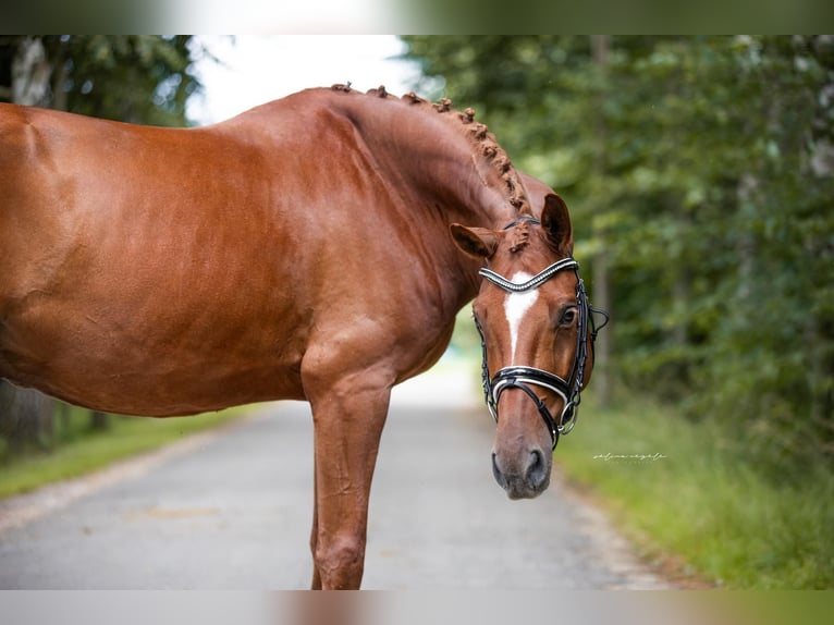 Koń oldenburski Wałach 7 lat 167 cm Kasztanowata in Krumbach