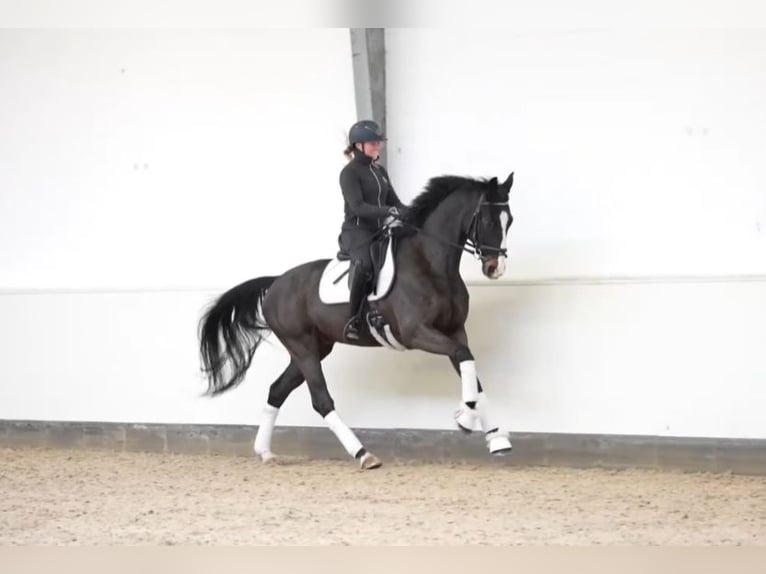 Koń oldenburski Wałach 7 lat 167 cm in Stade