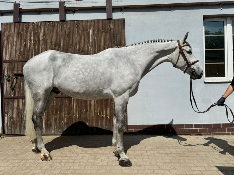 Koń oldenburski Wałach 7 lat 167 cm Siwa in Stary Gołębin