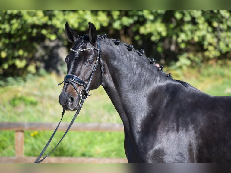 Koń oldenburski Wałach 7 lat 168 cm Ciemnogniada in Ziemięcice