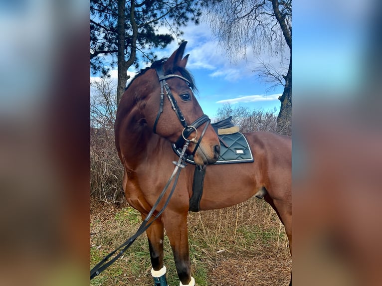 Koń oldenburski Wałach 7 lat 168 cm Gniada in Pelmberg