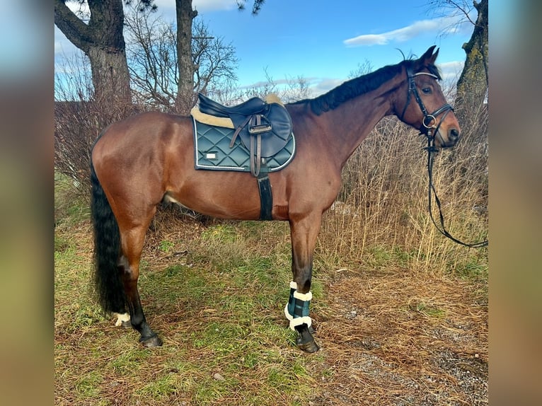 Koń oldenburski Wałach 7 lat 168 cm Gniada in Pelmberg