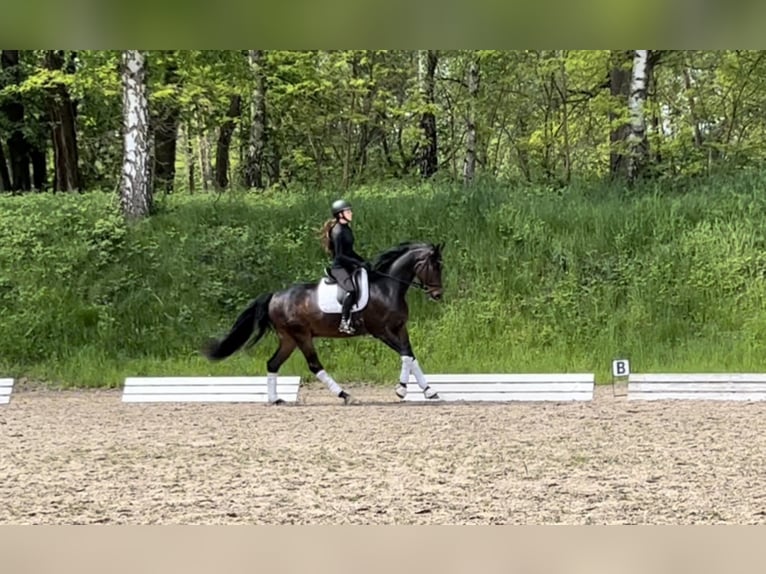 Koń oldenburski Wałach 7 lat 169 cm Ciemnogniada in Großostheim