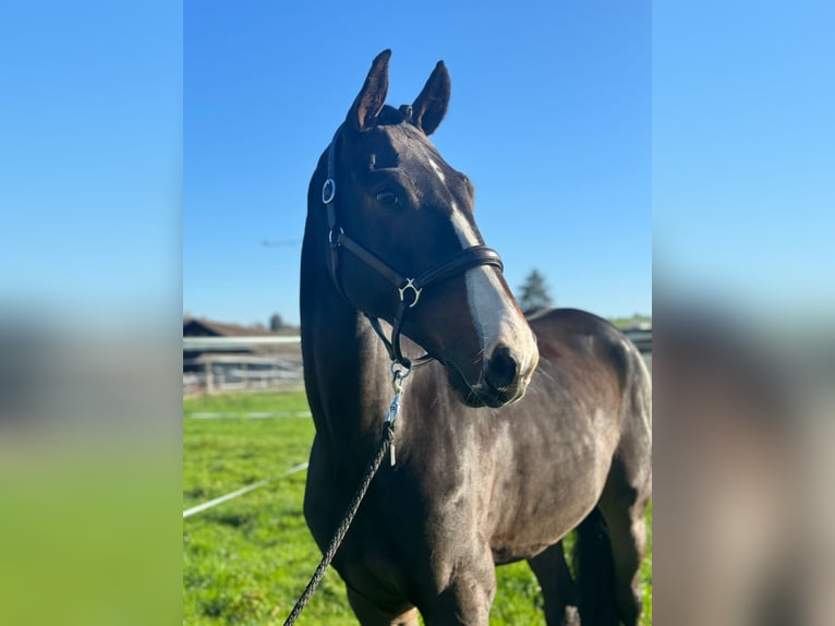 Koń oldenburski Wałach 7 lat 171 cm Ciemnogniada in Huttwil