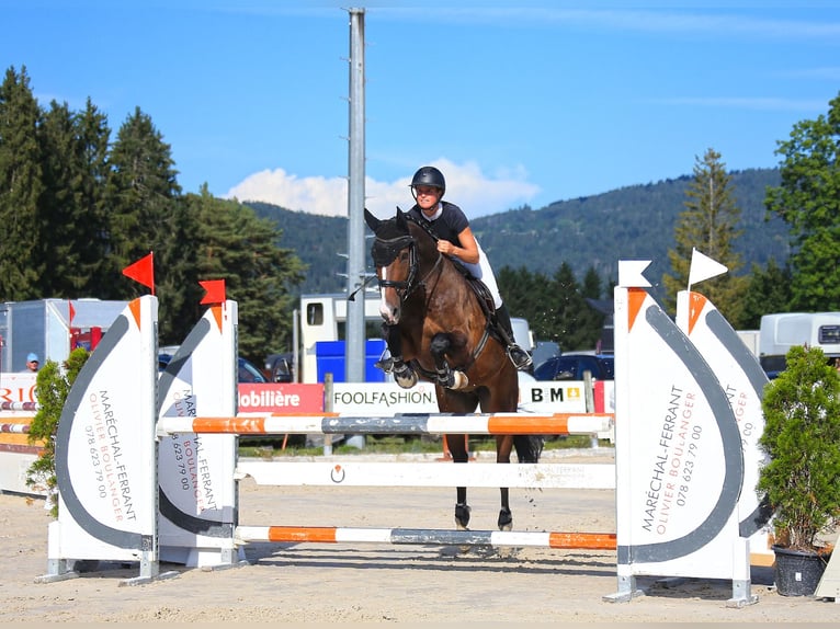 Koń oldenburski Wałach 7 lat 171 cm Ciemnogniada in Huttwil