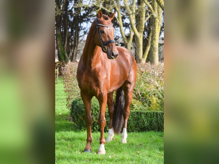 Koń oldenburski Wałach 7 lat 171 cm Ciemnokasztanowata in Marigny